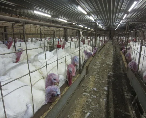 1280px-Overcrowding_of_turkeys_found_during_an_undercover_investigation_at_a_factory_farm_in_North_Carolina_owned_by_Butterball, Meroy for Animals, CC BY 2.0.jpg