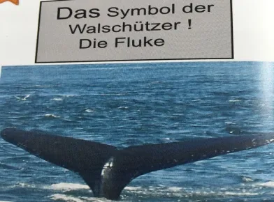 Alaska, Walbeobachtung bei Seward, Alsaka, eigenes Foto (2).jpg