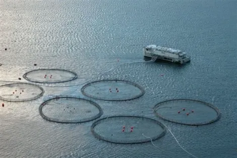 Aquakultur-Vestmanna,Färöer, Lachs-Aufzucht, Erik Christensen , CC, BY-SA 3.0.jpg