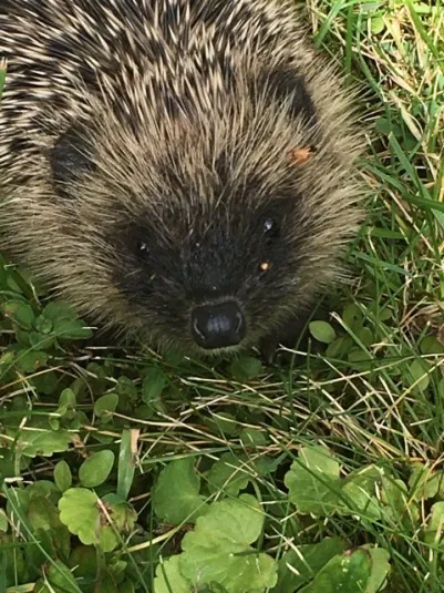 unser Igel.jpg