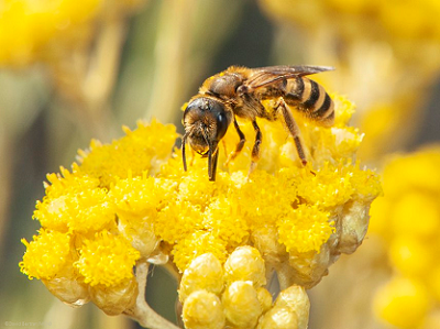 solitary_bee_yellow_0, Biodiversit#t.png