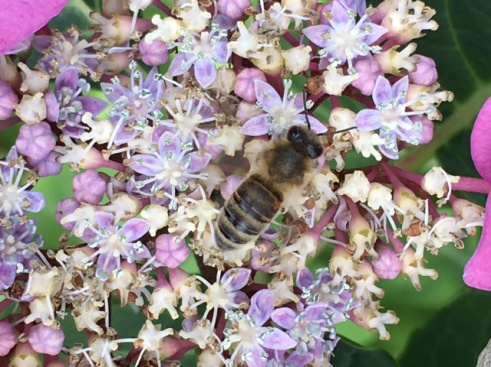 Wildbiene auf unserer Telerhortensie.jpg