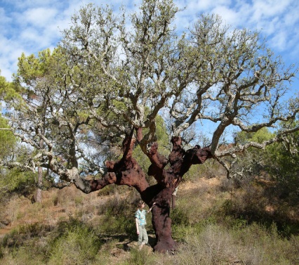 Krkeiche in der Algarve, Portugal, Hannes Grobe, wiki.jpg